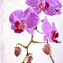 2Purple Orchid - ID: 12822758 © Carol Eade
