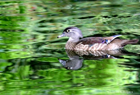 On Green Pond