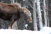Moose4