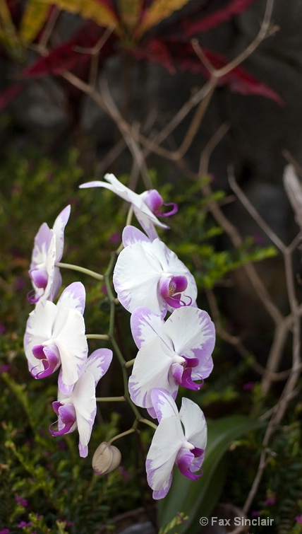 Painted Orchid Dance - ID: 12824016 © Fax Sinclair