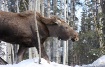 Moose2