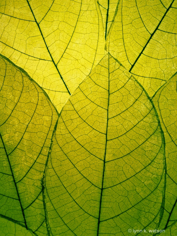 Fragile leaves
