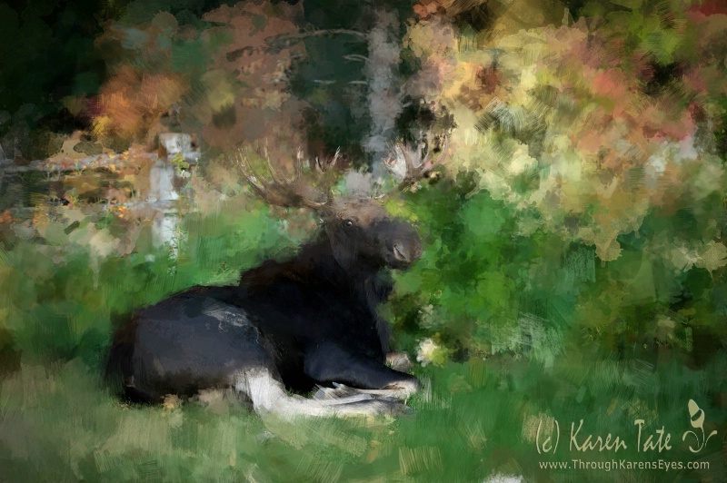 Bull moose, Wyoming - ID: 12824341 © Karen Rosenblum