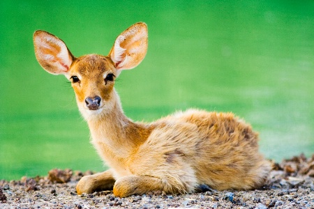 Small deer with Green background in Safari Park, B