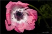 One Pink Anemone