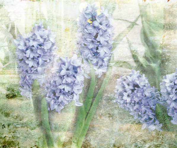 ~ Hyacinth Garden ~
