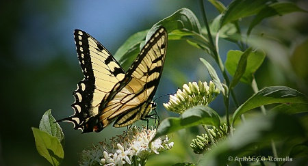 098-butterfly-flower