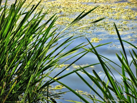 Long Tall Grass