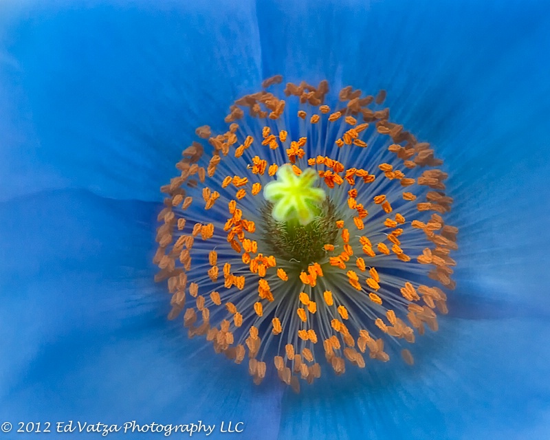 Himalayan Blue Poppy