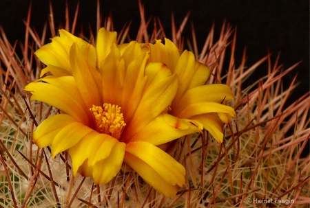  mg 9515 yellow cactus flower