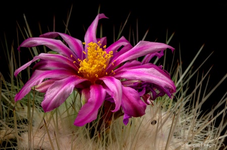  mg 9516 purple cactus flower