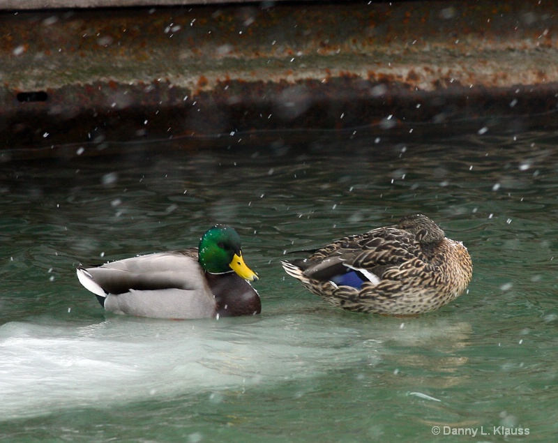 lsbp9711 Snowy Mallards