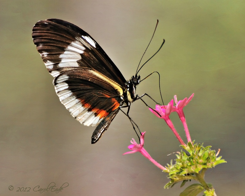 Sipping Nectar - ID: 12832495 © Carol Eade
