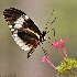 2Sipping Nectar - ID: 12832495 © Carol Eade