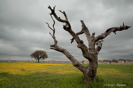 Old Tree Revisited