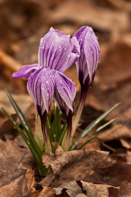 Sign of Spring