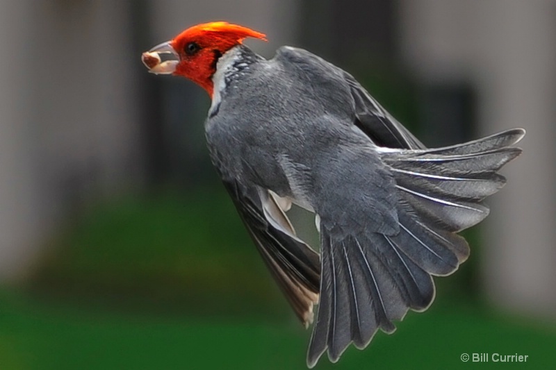 Red-Crested Cardinal - Kauai