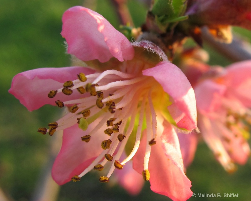 Early Bloomer