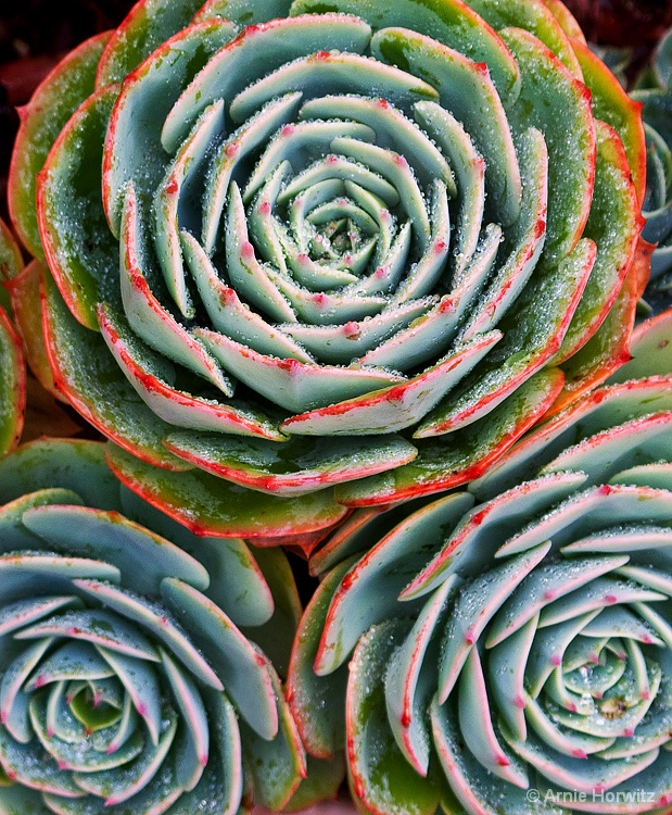 Concentric Succulents