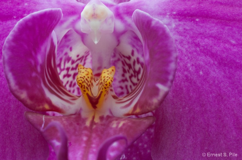 Orchid Series - #1 (macro)