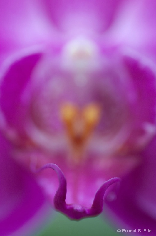 Orchid Series - #2 (macro)