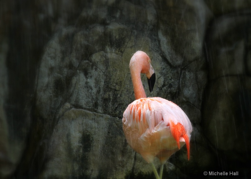 Flamingo Shower