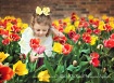 In the Tulips