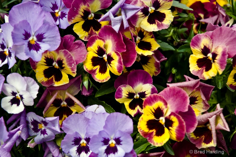 Surrounded by Pansies