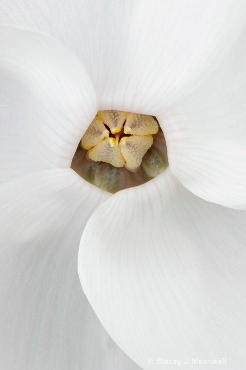 Cyclamen's Eye
