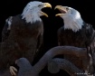 Conversing