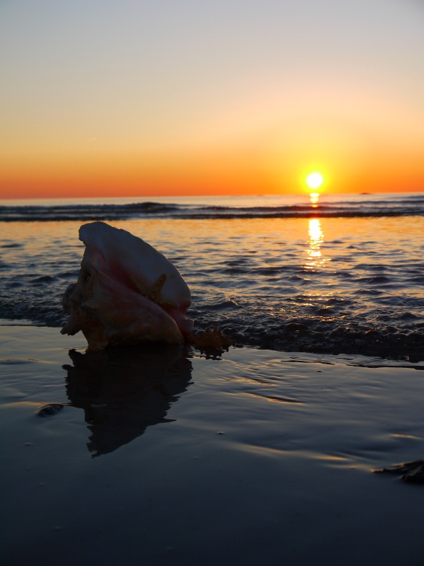 Shell Sunrise