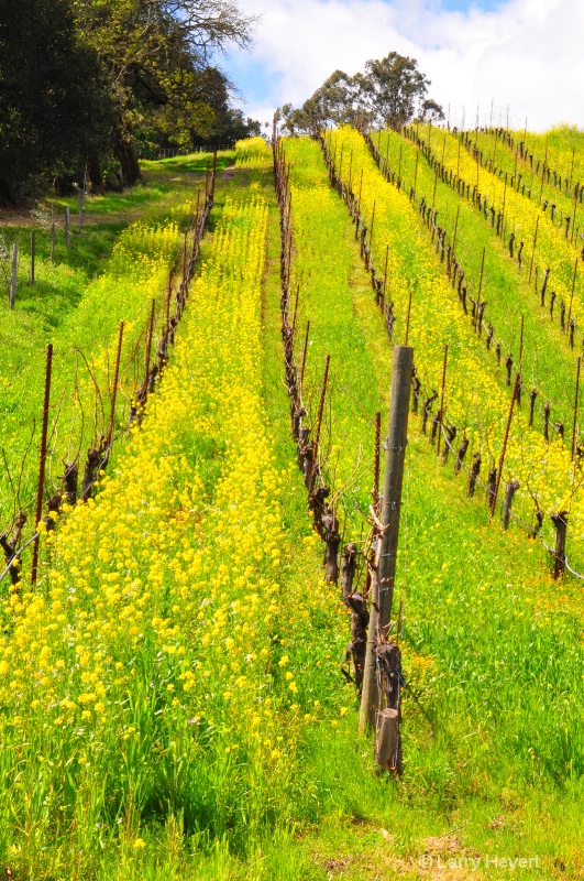 Sonoma County California Wine Country