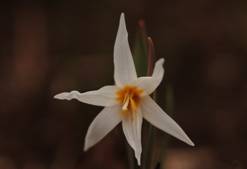 Wild Fawn Lily