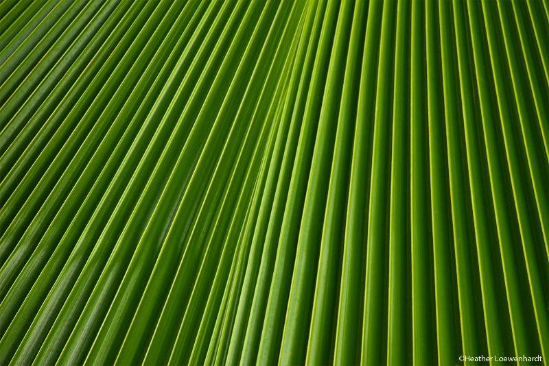 Venetian Blinds by Nature