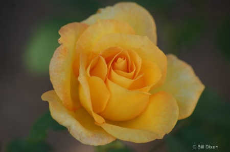 'Gold Medal' Yellow Rose