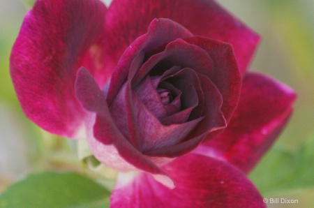 Burgundy Iceberg Rose