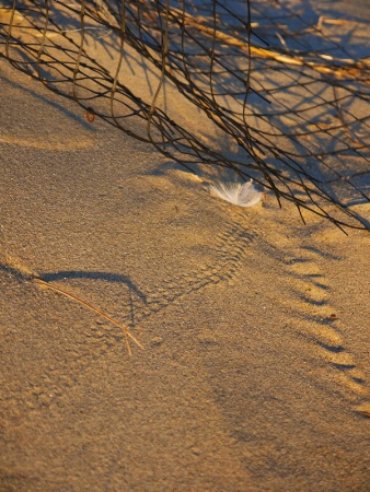 Feather Trail