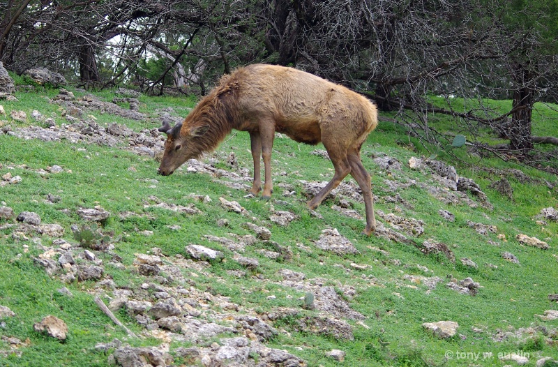European Red Deer