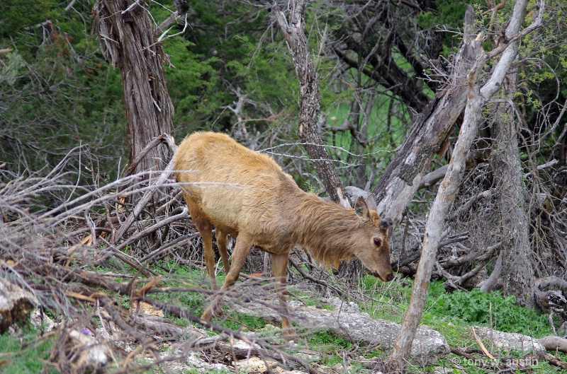 European Red Deer