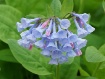 Virginia Bluebell...