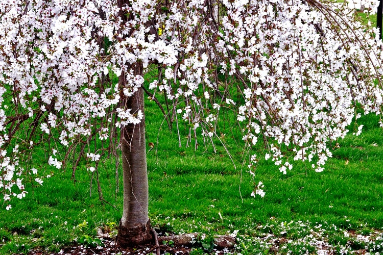 ~ Weeping cherry ~