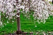 ~ Weeping cherry ...
