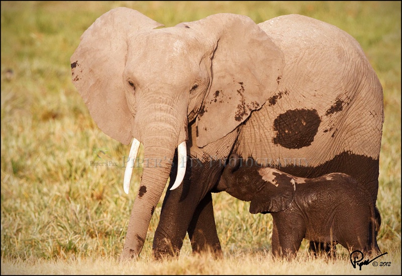 African Elephant