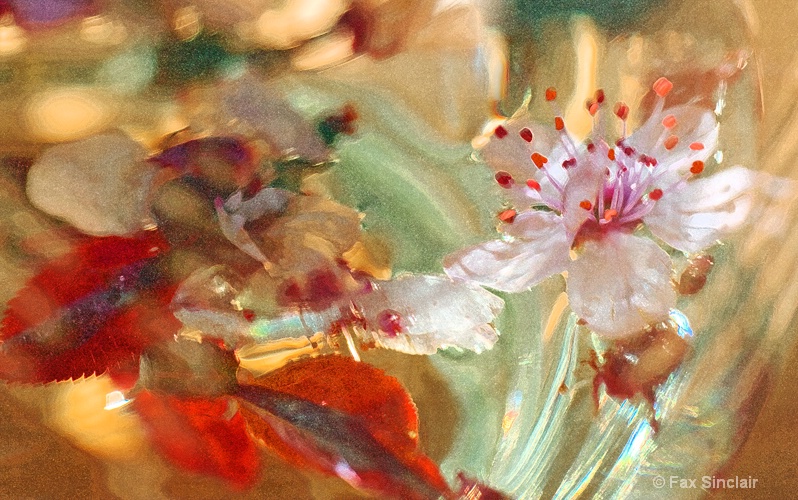Cherry Blossom Painting - ID: 12840549 © Fax Sinclair