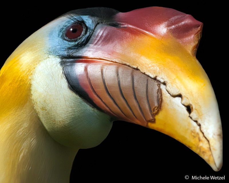 Toucan