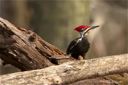 Pileated Woodpecker 