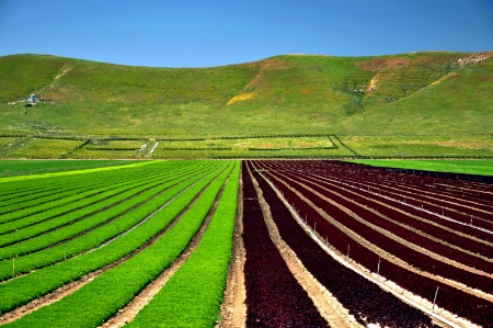 Lettuce Envy