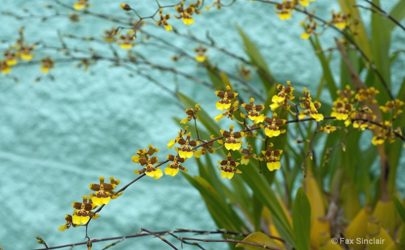 Yellow Orchids Blue Wall