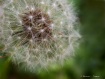 Nature's Para...