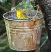 Bath in a bucket....